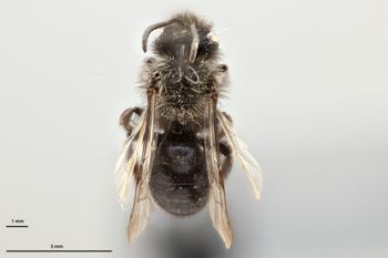 Media type: image;   Entomology 771217 Aspect: habitus dorsal view